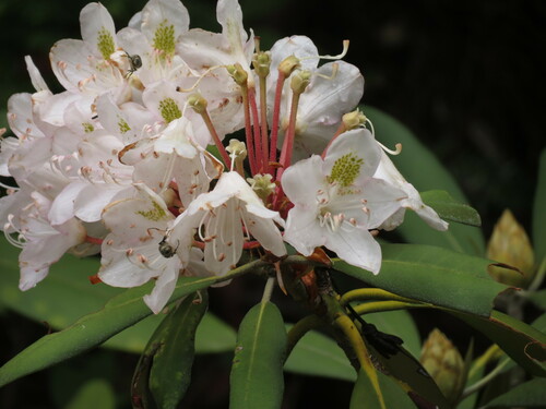 Rhododendron maximum