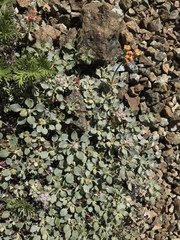 Eriogonum cedrorum