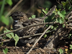 Chordeiles acutipennis