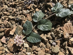 Asclepias solanoana