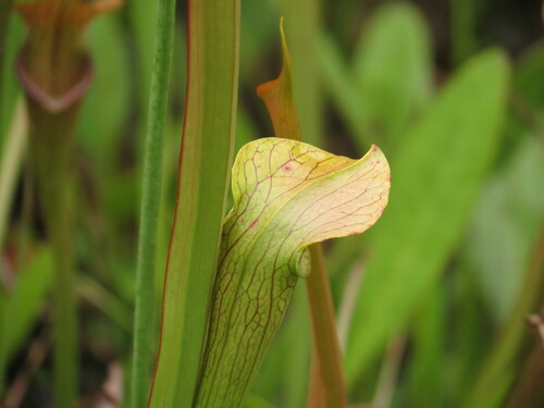 Image of Sarracenia jonesii by no rights reserved