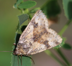 Heliothis adaucta