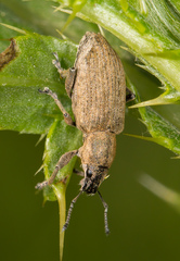 Tanymecus palliatus