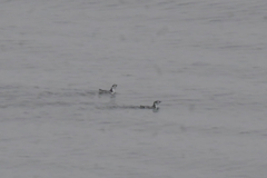 Japanese Murrelet photo 2