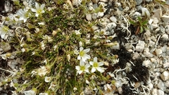 Cherleria arctica