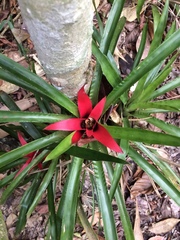 Nidularium cariacicaense