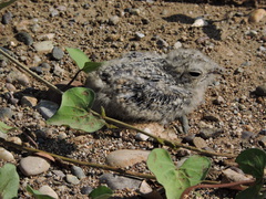 Chordeiles acutipennis