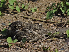 Chordeiles acutipennis