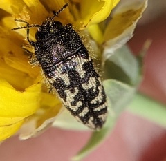 Acmaeodera bowditchi