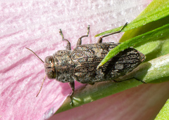 Chrysobothris femorata