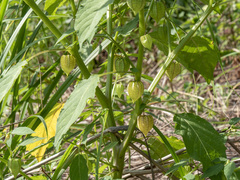 Physalis minima