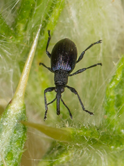 Ceratapion onopordi
