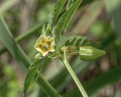 Physalis minima