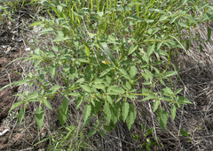 Physalis minima