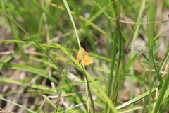 Idaea aureolaria