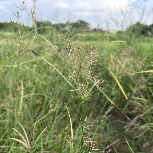 Cyperus tuberosus iNat (1)