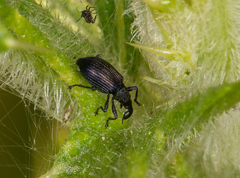 Ceratapion onopordi