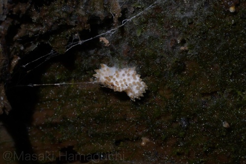 Tolypocladium inflatum