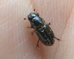 Labarrus cincticulus