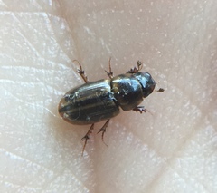 Labarrus cincticulus