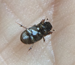 Labarrus cincticulus