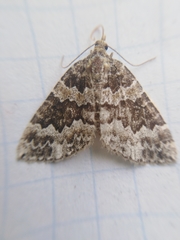 Electrophaes corylata