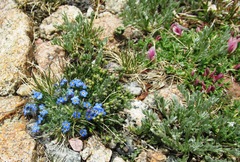 Eritrichium argenteum