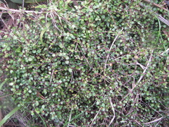 Muehlenbeckia complexa complexa