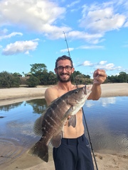 Lutjanus endecacanthus