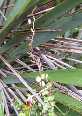 Muehlenbeckia complexa complexa