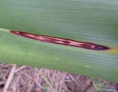 Orthoclydon praefectata