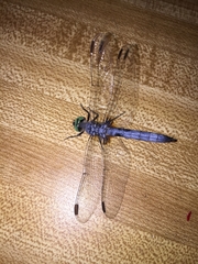 Pachydiplax longipennis