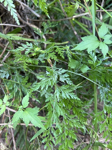 Image of Onychium japonicum by (c) Bella Lin, some rights reserved (CC BY)