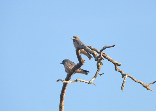 Ashy Woodswallow