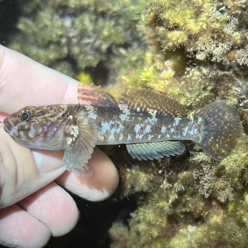 Rock Goby