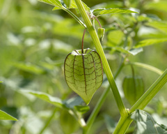 Physalis minima