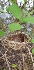 Vireo griseus
