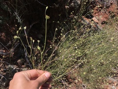 Cordylanthus pringlei