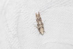 Coleotechnites coniferella