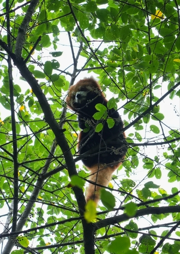 Chinese Red Panda