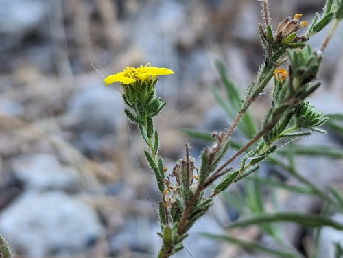 Image of Deinandra corymbosa by (c) Alexander Wentworth, some rights reserved (CC BY)