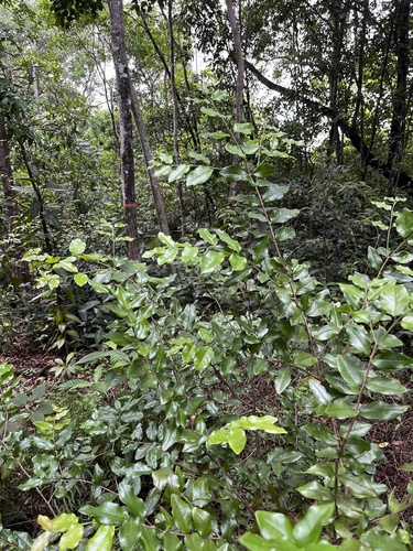 Image of Krugiodendron ferreum by no rights reserved