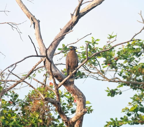 Ceylon Serpent-Eagle