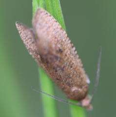 Celypha rufana
