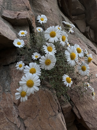 Opisthopappus taihangensis