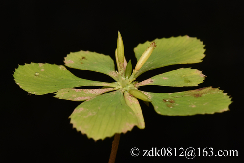 Circaeaster agrestis