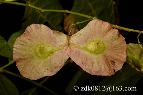 Dipteronia sinensis