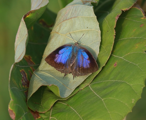 Large Oakblue