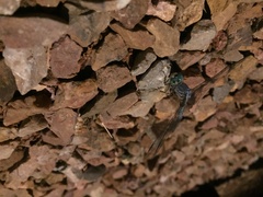 Pachydiplax longipennis