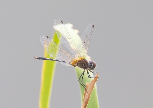 Dancing Dropwing